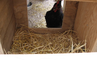 [Backyard chickens, 20 Jun 2009]