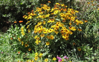 [Black-eyed Susans]