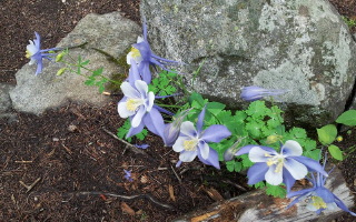 [Mountain Columbine, Jul 2013]