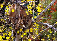 [Mountain lion cub in aspens]