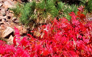[Mesa Trail, Oct 2014]