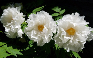 [Clown Peony, 25 May 2021]